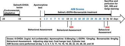 Histological Correlates of Neuroanatomical Changes in a Rat Model of Levodopa-Induced Dyskinesia Based on Voxel-Based Morphometry